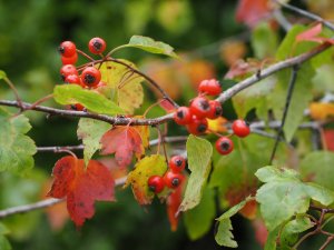 Crataegus pennsylvaticum