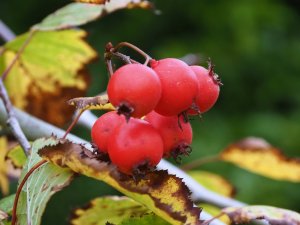 Crataegus pennsylvaticum