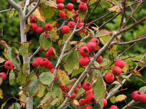 Crataegus x durobrivensis