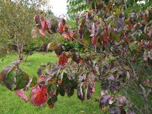 Cornus florida ‘Cherokee Chief’