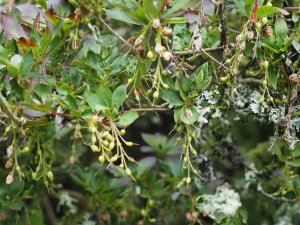 Enkianthus cernuus rubens