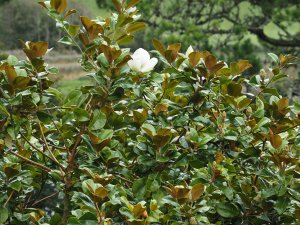 Magnolia grandiflora