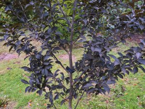 Styrax japonica ‘Columnar’