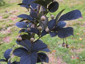 Styrax japonica ‘Wespelaar’