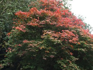 Acer palmatum ‘Osakazuki’