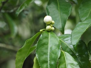 Camellia taliensis
