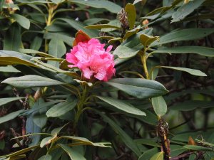 Rhododendron Nobleanum Group