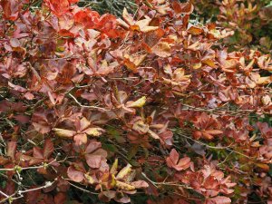 Rhododendron schlippenbachii