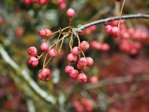 Sorbus reducta