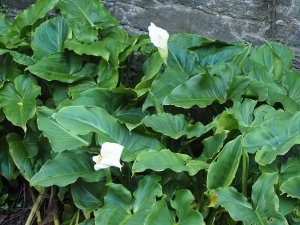 Arum lillies