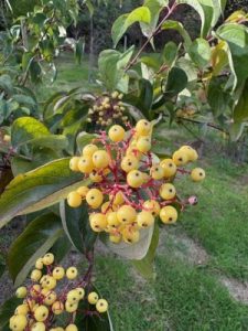 Cornus drummondii ‘Sunshiny Drops’