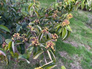 Cornus drummondii ‘Sunshiny Drops’