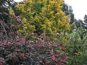 Cotoneaster franchetii and Metasequoia ‘Goldrush’