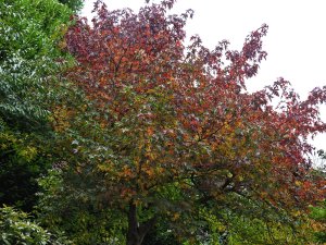 Liquidambar ‘Red Star’