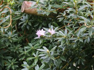 Rhododendron davidsonianum