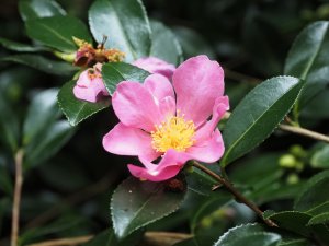 Camellia sasanqua ‘Hugh Evans’