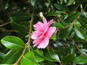 Camellia sasanqua ‘Sparkling Burgundy’