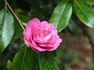 Camellia sasanqua ‘Sparkling Burgundy’