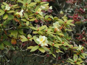 Rhododendron ‘Chink’