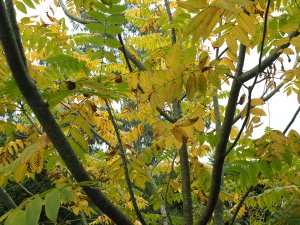 Juglans cinerea