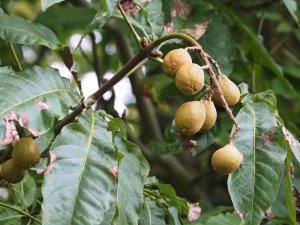 Aesculus wilsonii conkers