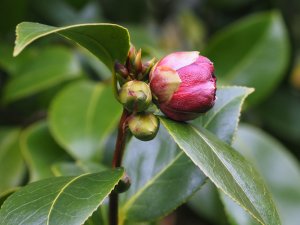 Camellia japonica ‘Takanini’
