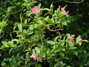 Elderly Camellia sasanquas