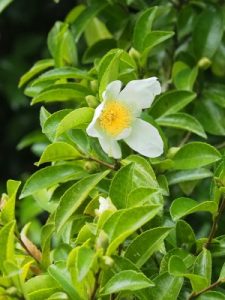 Elderly Camellia sasanquas