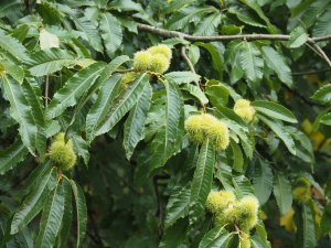 sweet chestnut tree