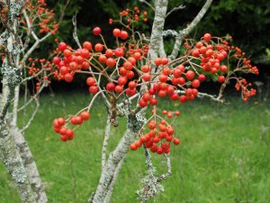 unlabelled Sorbus