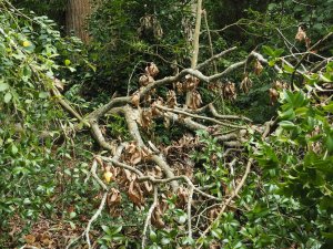 Another sweet chestnut branch down