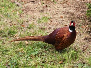 cock pheasant