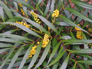 Mahonia eurybracteata ‘Soft Caress’