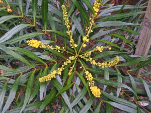 Mahonia eurybracteata ‘Soft Caress’