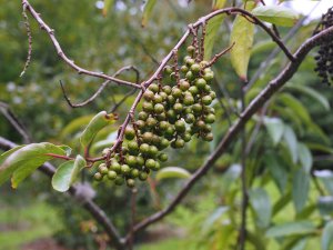 Stachyurus salicifolius