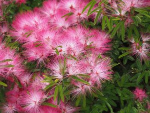 Calliandra surinamensis