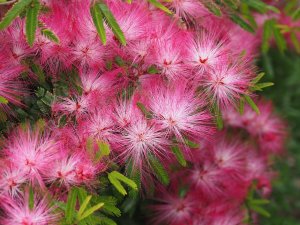 Calliandra surinamensis