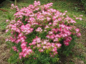 Calliandra surinamensis