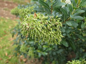 Escallonia bifida