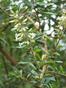 Escallonia resinosa