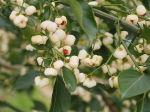 Euonymus hamiltonianus ‘Koi Boy’