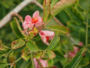 Euonymus huangi