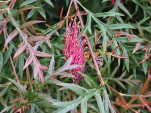 Grevillea ‘Bronze Rambler’