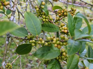Ilex kingiana