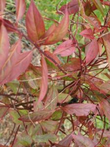 Itea virginica ‘Henry’s Garnet’