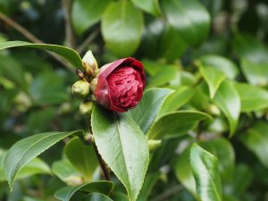 Camellia japonica ‘Takanini’