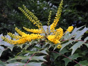 Mahonia x hillieri