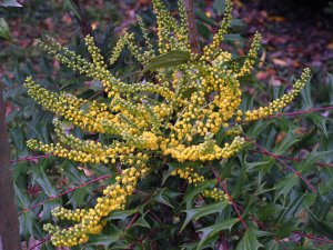 Mahonia x hillieri