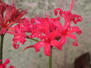 Nerine from Exbury