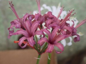 Nerine from Exbury
